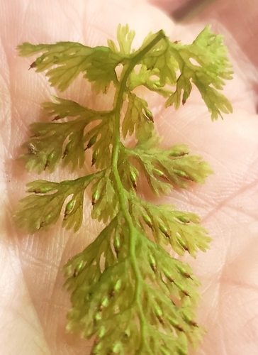 Image of Vandenboschia boschiana by no rights reserved