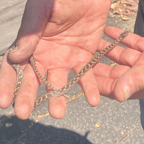 iNaturalist observation photo of San Diego Nightsnake