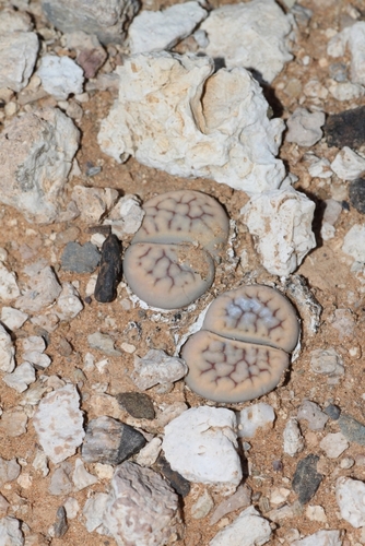 Lithops schwantesii image