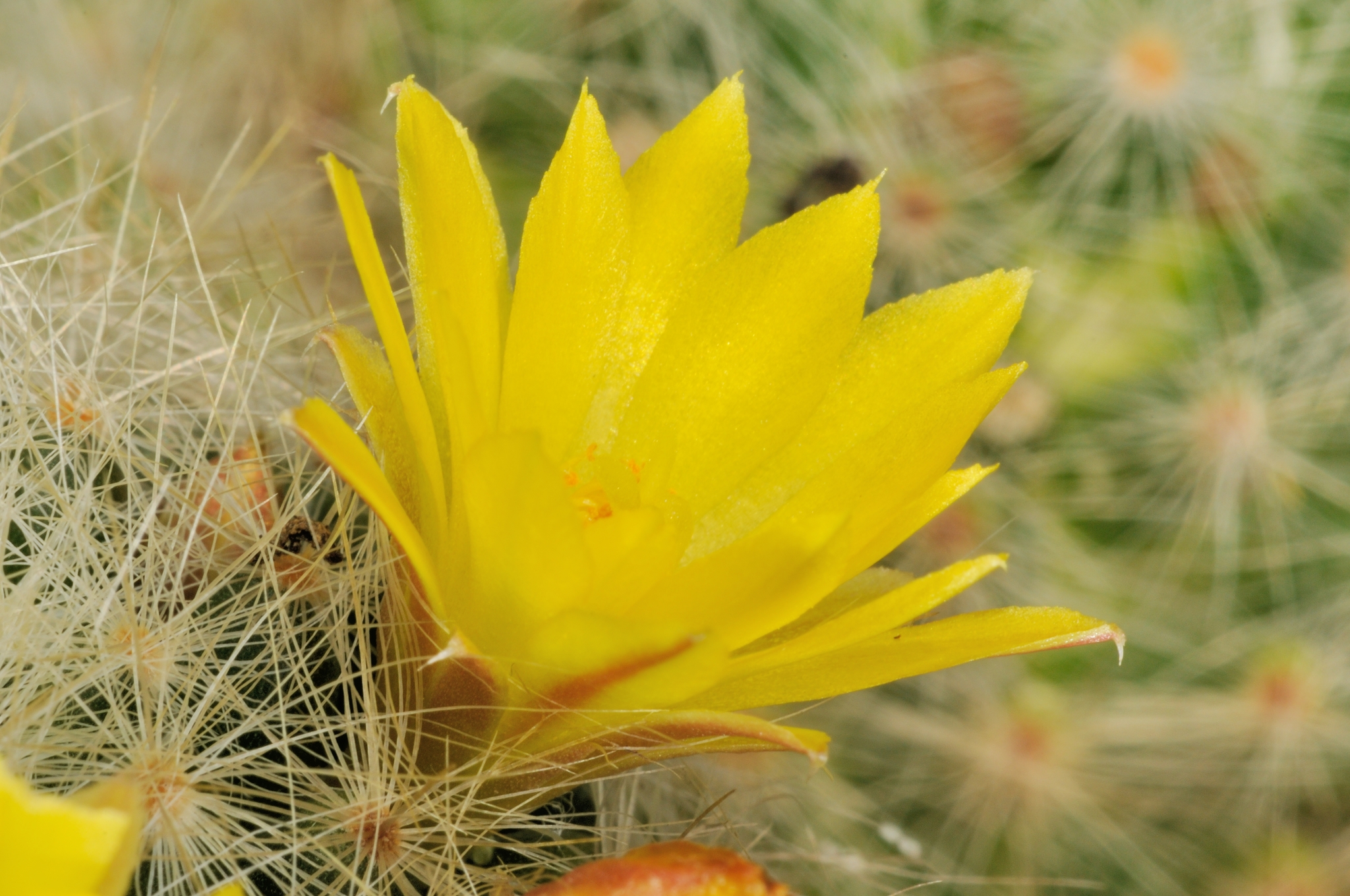 Mammillaria baumii  iNaturalist