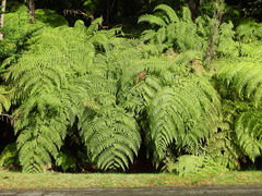 Lophosoria quadripinnata image