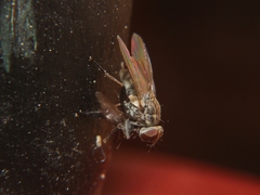Muscidae