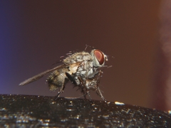 Muscidae