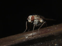 Muscidae