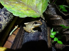 Craugastor longirostris