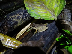 Craugastor longirostris