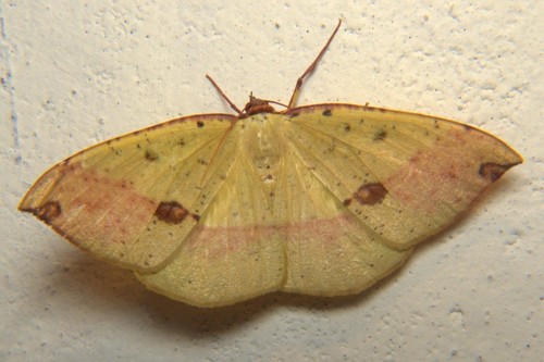 Anthyperythra hermearia