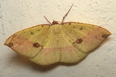 Anthyperythra hermearia