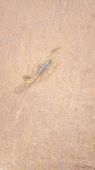 Uroplectes triangulifer