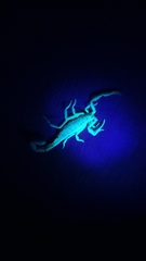 Uroplectes triangulifer