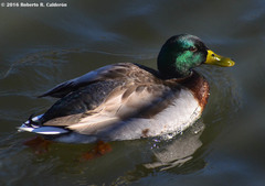 Anas platyrhynchos