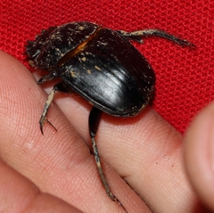 Scarabaeus deludens