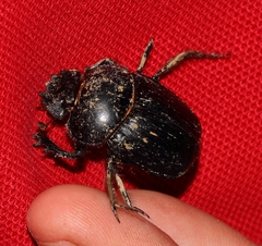Scarabaeus deludens