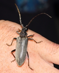 Neoplocaederus granulatus