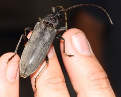 Neoplocaederus granulatus