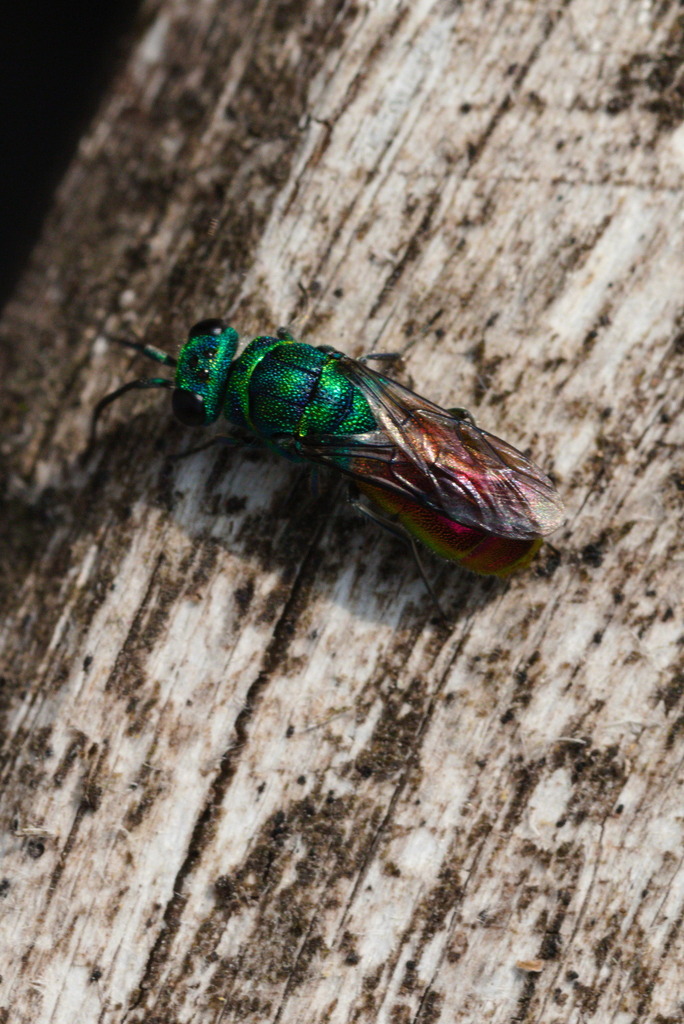 Ruby-tailed wasp