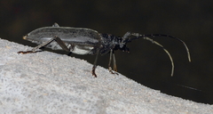 Neoplocaederus granulatus