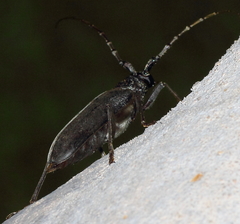 Neoplocaederus granulatus