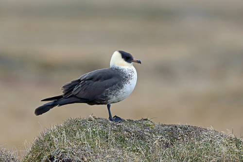 Pomarine Jaeger (Stercorarius pomarinus)