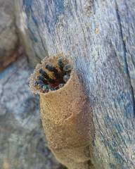 Nannotrigona testaceicornis