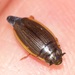 Whirligig Beetles - Photo (c) Sally Adam, some rights reserved (CC BY-NC), uploaded by Sally Adam