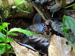 Haetera macleannania