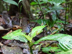 Haetera macleannania