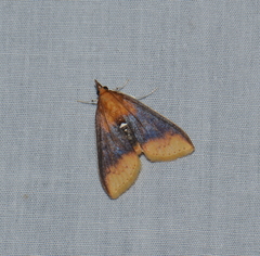 Lipararchis tranquillalis