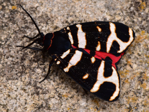 Hebe Tiger Moth