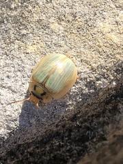 Paropsisterna bimaculata