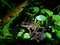 Craugastor longirostris