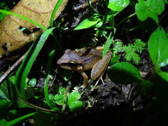 Craugastor longirostris