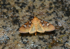 Cotachena alysoni