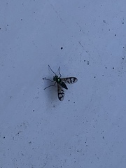 Heteropsilopus ingenuus