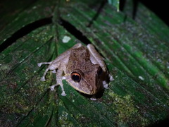 Pristimantis labiosus
