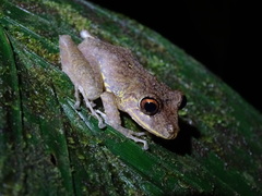 Pristimantis labiosus