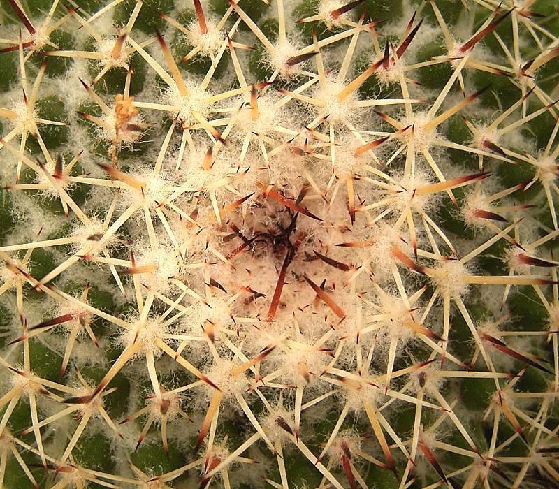 Photos of Subspecies Mammillaria wiesingeri apamensis  iNaturalist