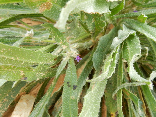 Image of Hormuzakia aggregata by (c) Muki Haklay, some rights reserved (CC BY)