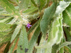 Anchusa aggregata