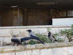 Corvus cornix