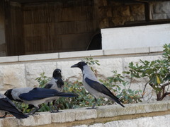 Corvus cornix
