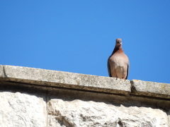 Streptopelia senegalensis