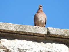 Streptopelia senegalensis