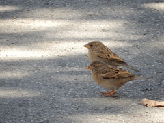 Passer domesticus