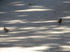 Passer domesticus