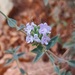 Thymus daenensis - Photo (c) MRN, algunos derechos reservados (CC BY-NC), subido por MRN