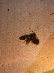 Autochloris vitristriga