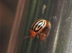 Plagiodera septemvittata