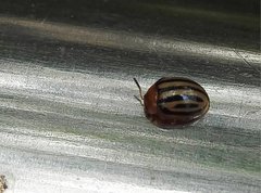 Plagiodera septemvittata