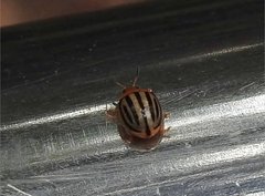 Plagiodera septemvittata